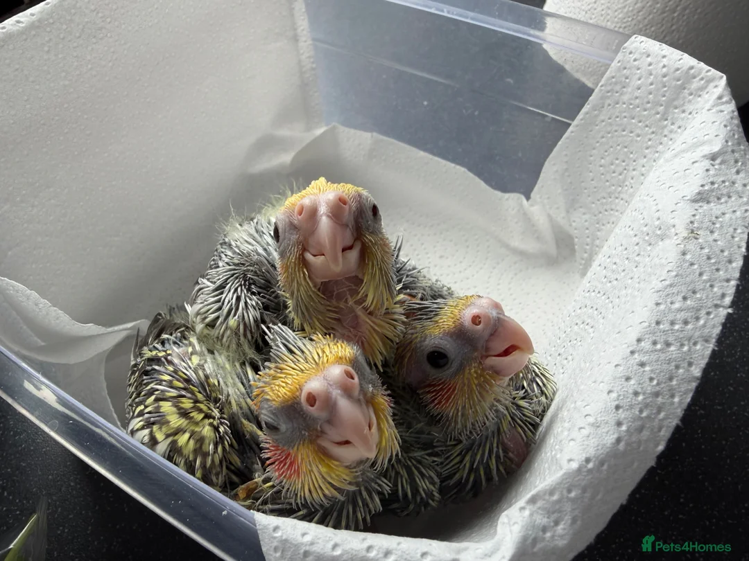 Cockatiels birds for sale: Baby cockatiels. ONLY ONE LEFT NOW be quick  in Chester - Advert 1