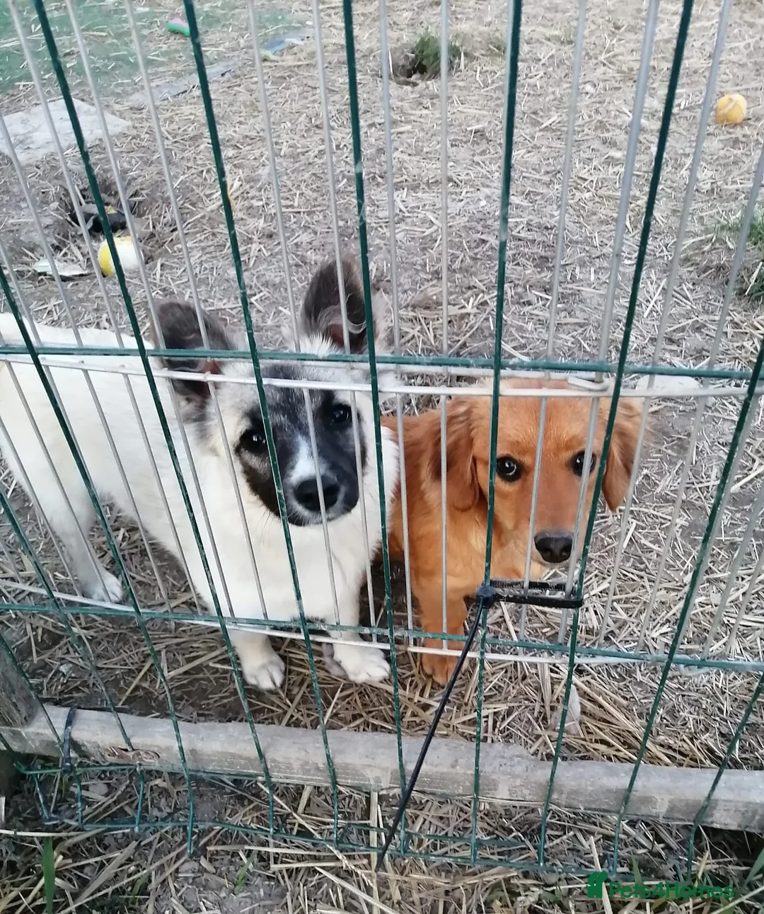 Mixed Breed dogs for adoption: ❤️🐶 CANDY & ESMERALDA in Burton-on-Trent - Advert 1