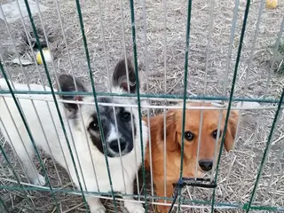 Mixed Breed dogs ❤️🐶 CANDY & ESMERALDA - Advert 1