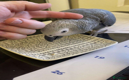 Parrots birds for sale: Tamed male and female African Grey parrots - Image 4