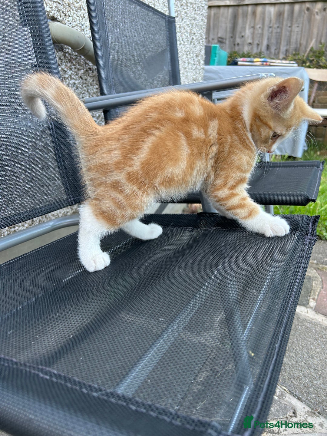 Mixed Breed cats for sale: Amazing kittens  - Image 5