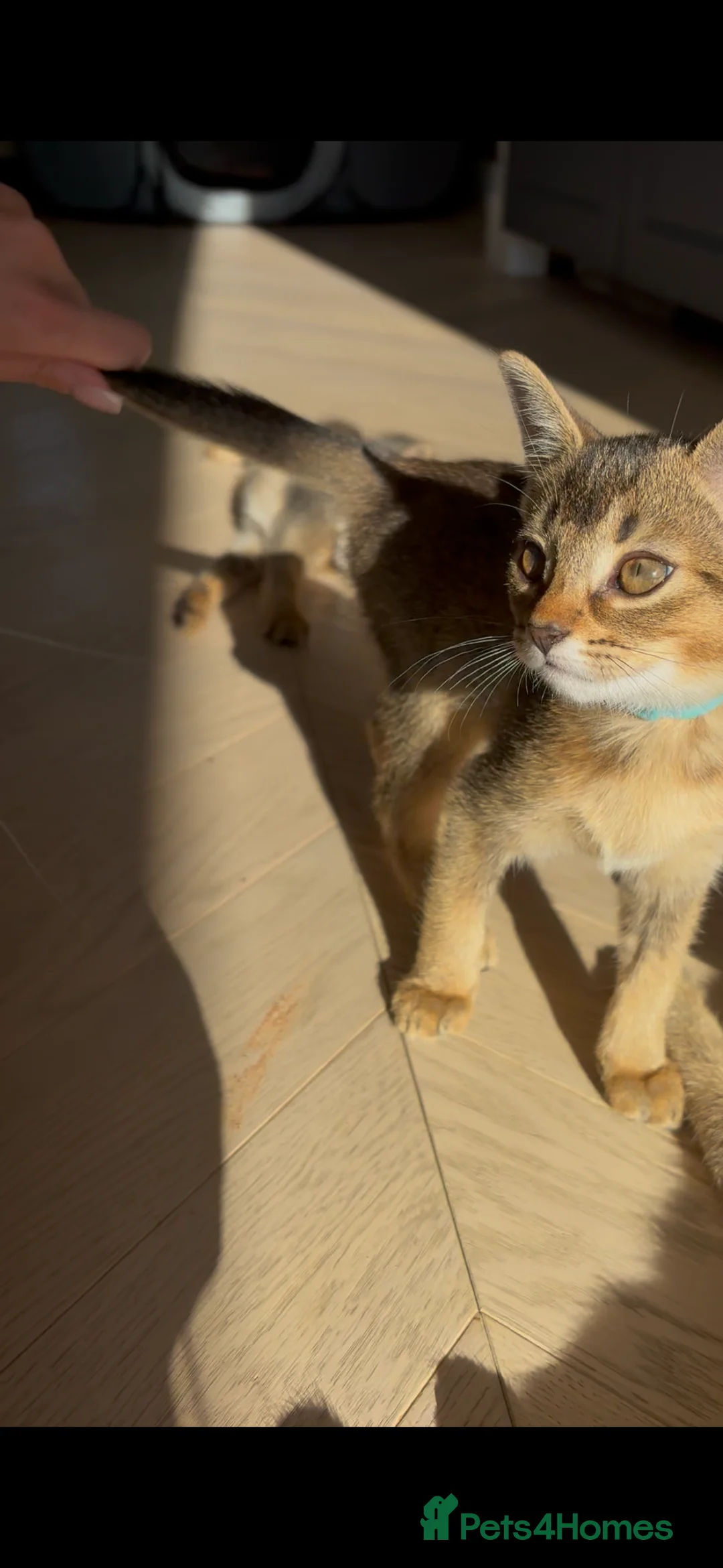 Mixed Breed cats for sale: Beautiful Home Raised Abyssinian Mix Kittens - Advert 2