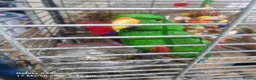 Mixed Breed birds for sale: Wonderful Breeding Pair of Eclectus Parrots 4 Sale - Advert 6