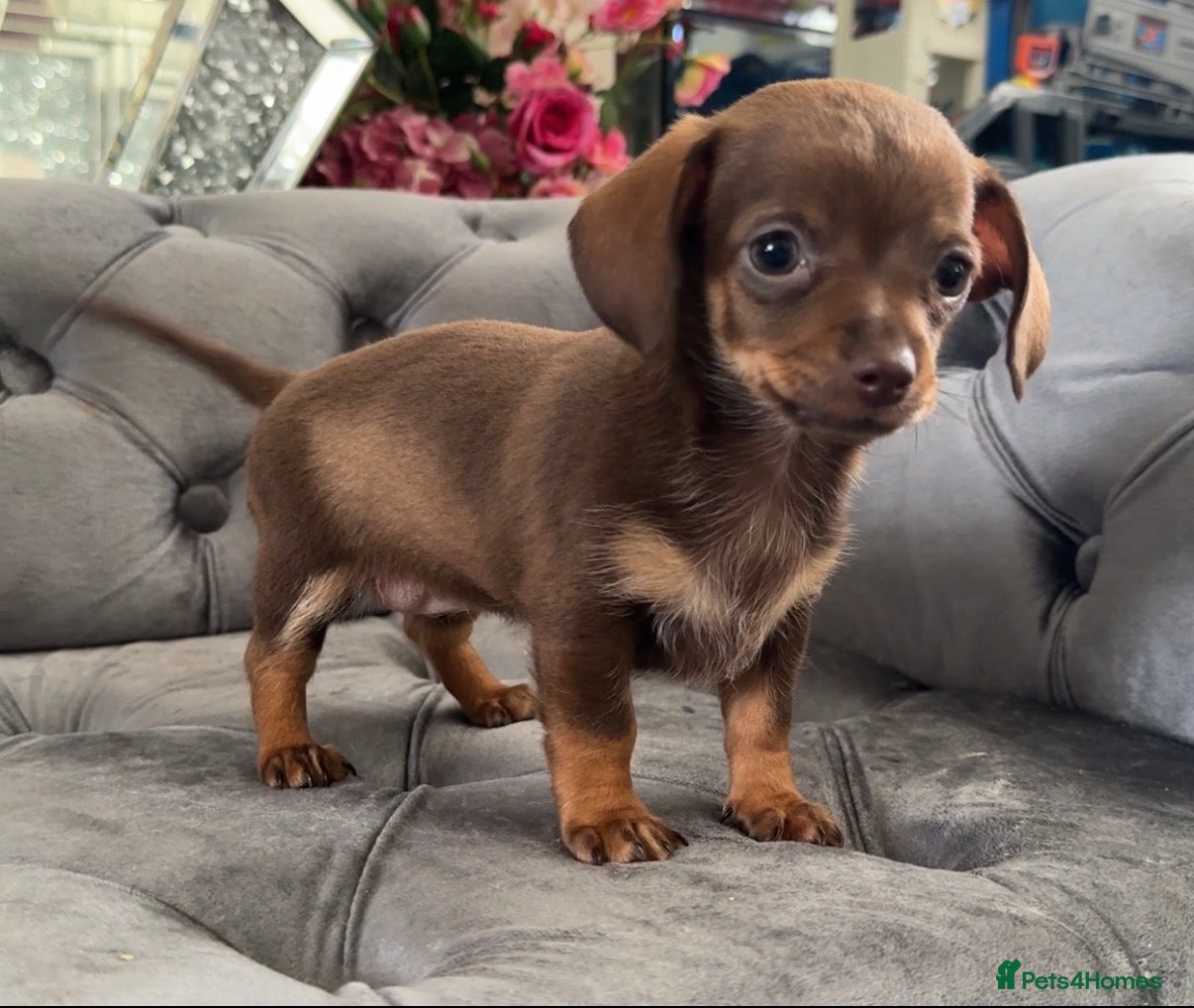 Chiweenie dogs Chiweenie pup. Chihuahua cross dachshund  - Advert 2