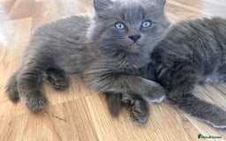 Ragdoll cats for sale: Ragdol kittens - Image 3