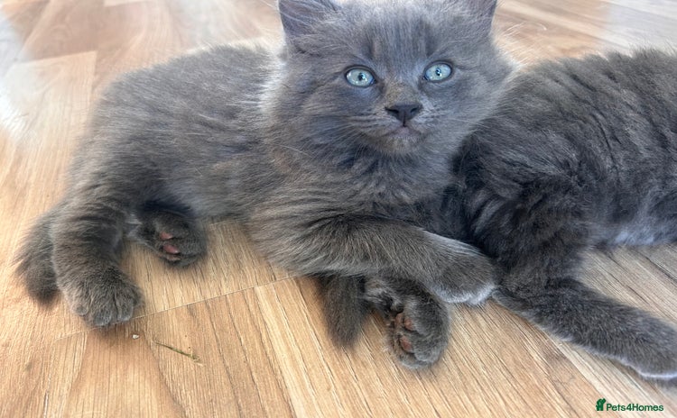 Ragdoll cats - Advert 5