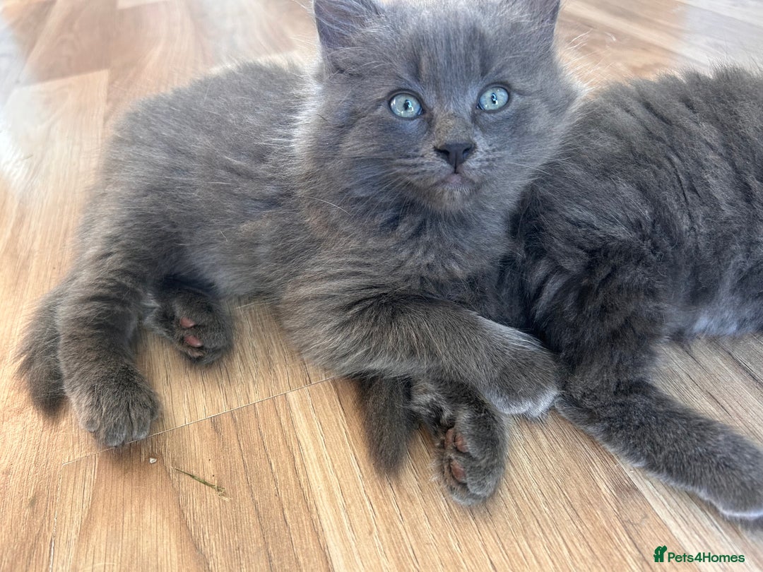 Ragdoll cats for sale: Ragdol kittens - Image 3