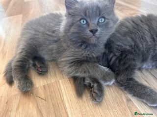 Ragdoll cats - Advert 11