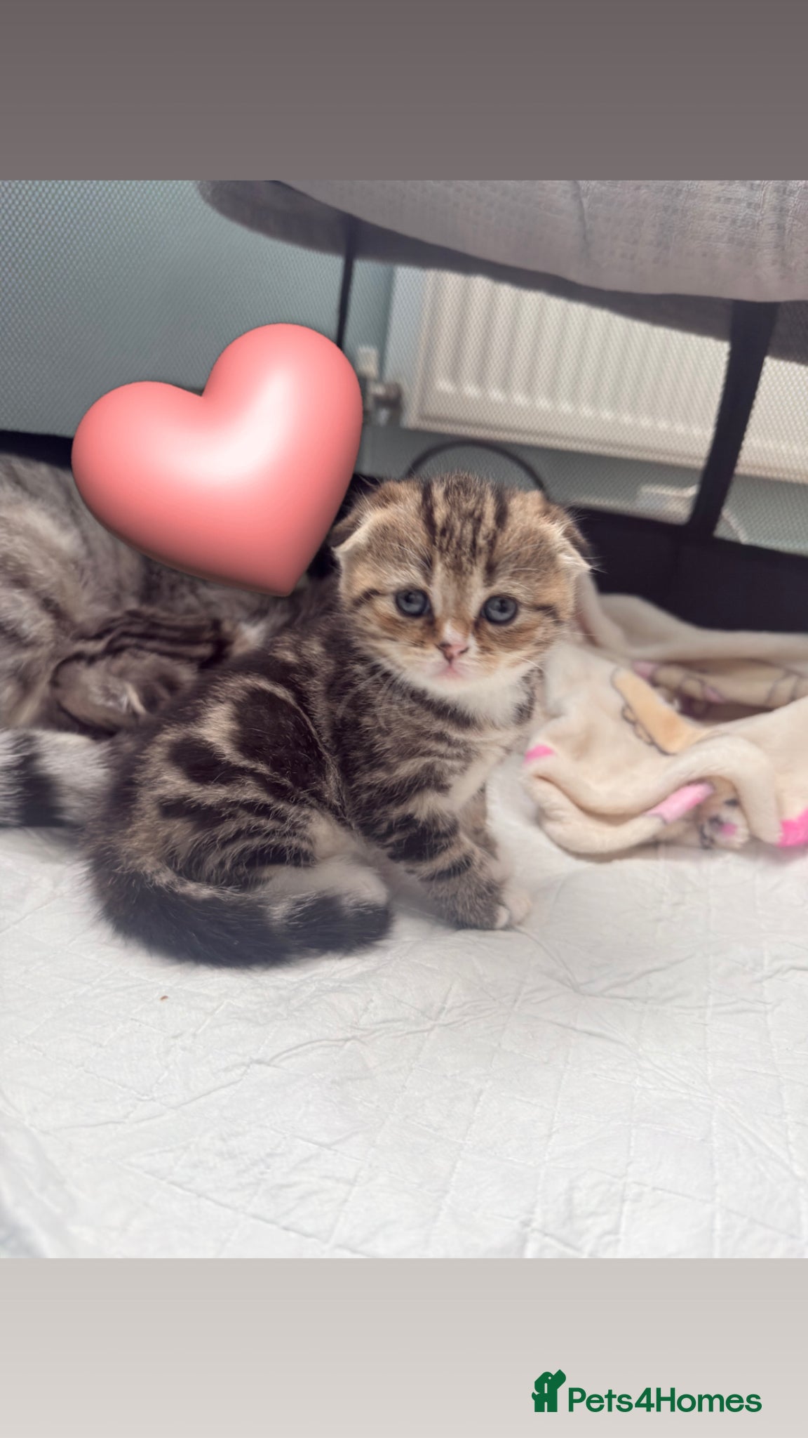 Scottish Fold cats 4 beautiful Scottish fold kittens 🤍 - Advert 1