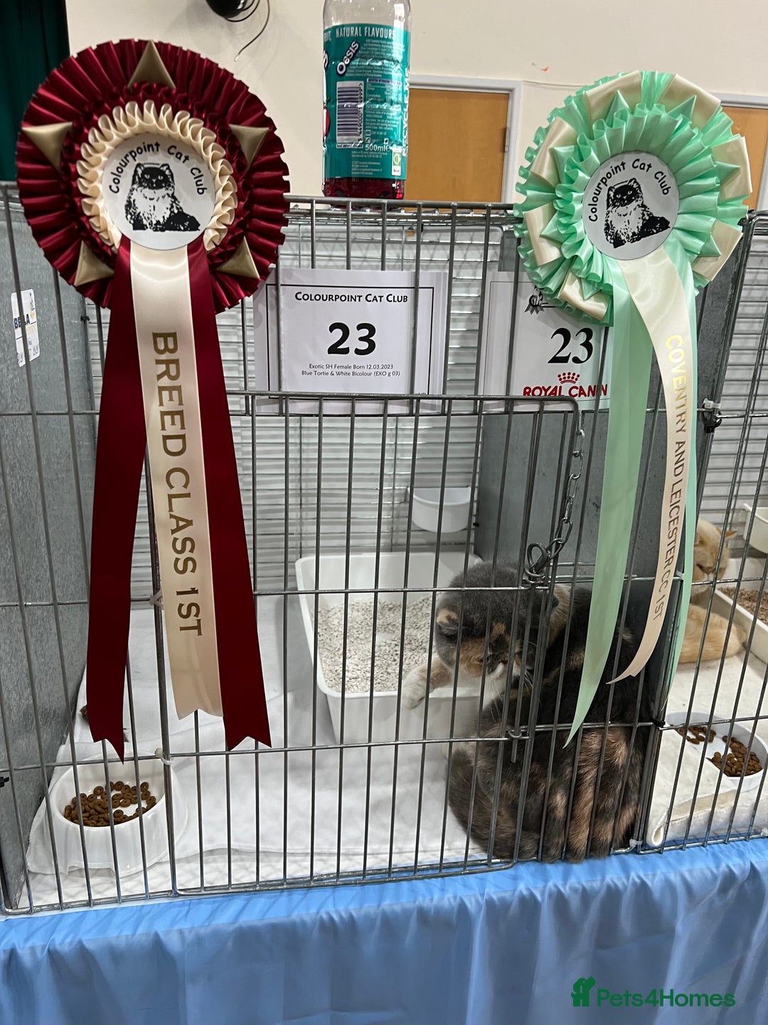 Exotic cats for sale: Beautiful chunky big eyed Exotic kittens - Advert 2