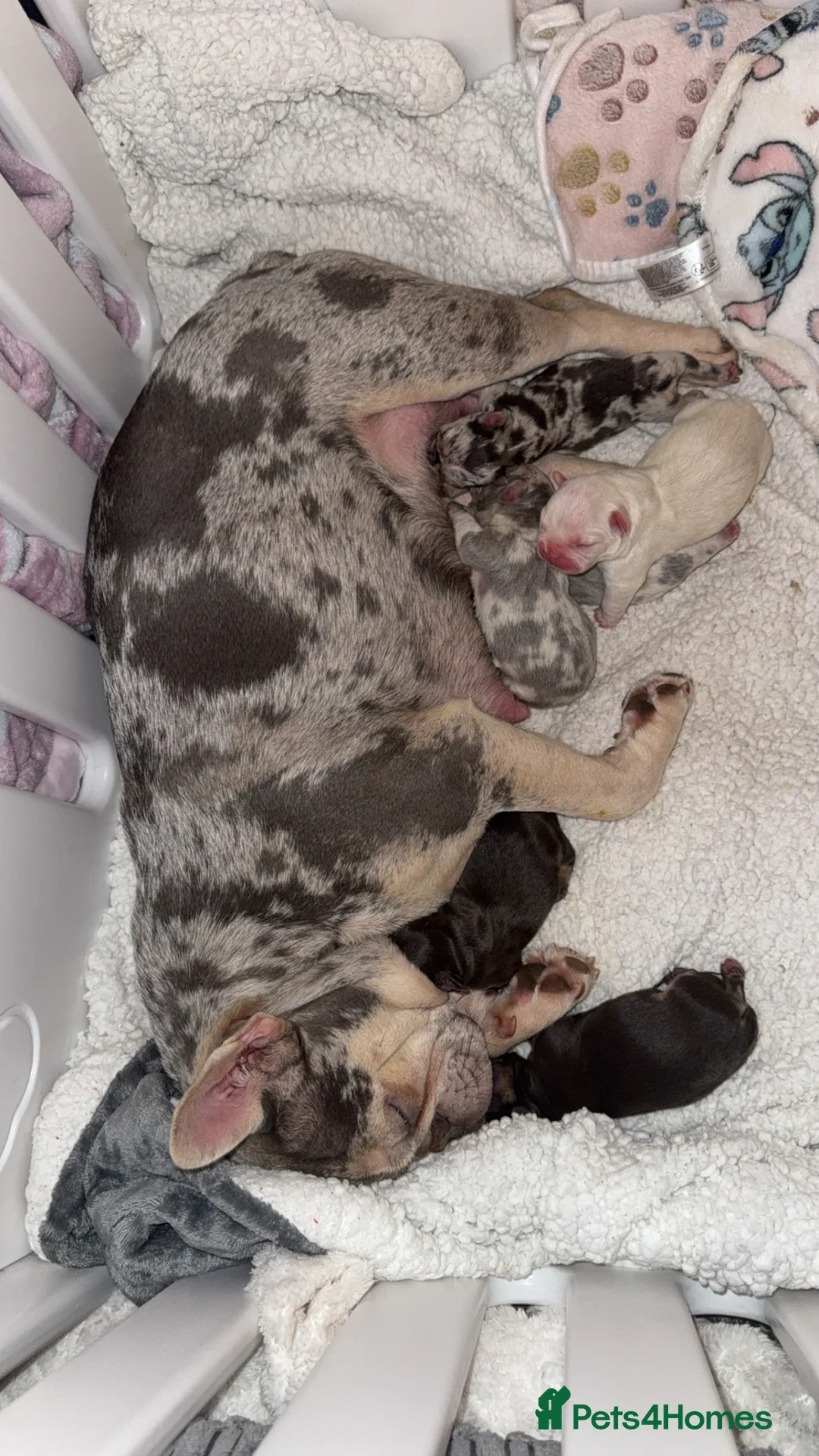 French Bulldog dogs for sale: ✨French Bulldog Puppies for sale✨ - Advert 2