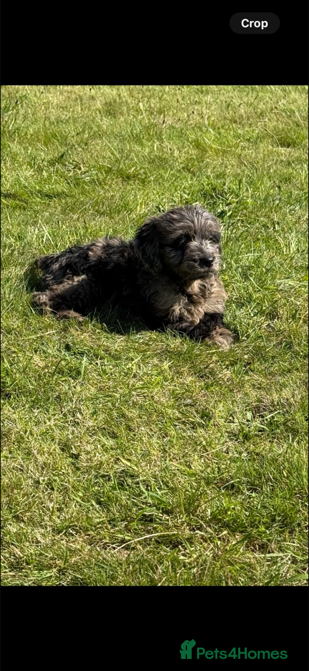 Mini Goldendoodle dogs for sale: 🐶Golden doodle puppies for sale ready to leave🐶 - Image 24