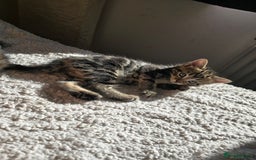 British Shorthair cats for sale: 🐱Four  Sisters Looking for Their Forever Homes!  - Image 18