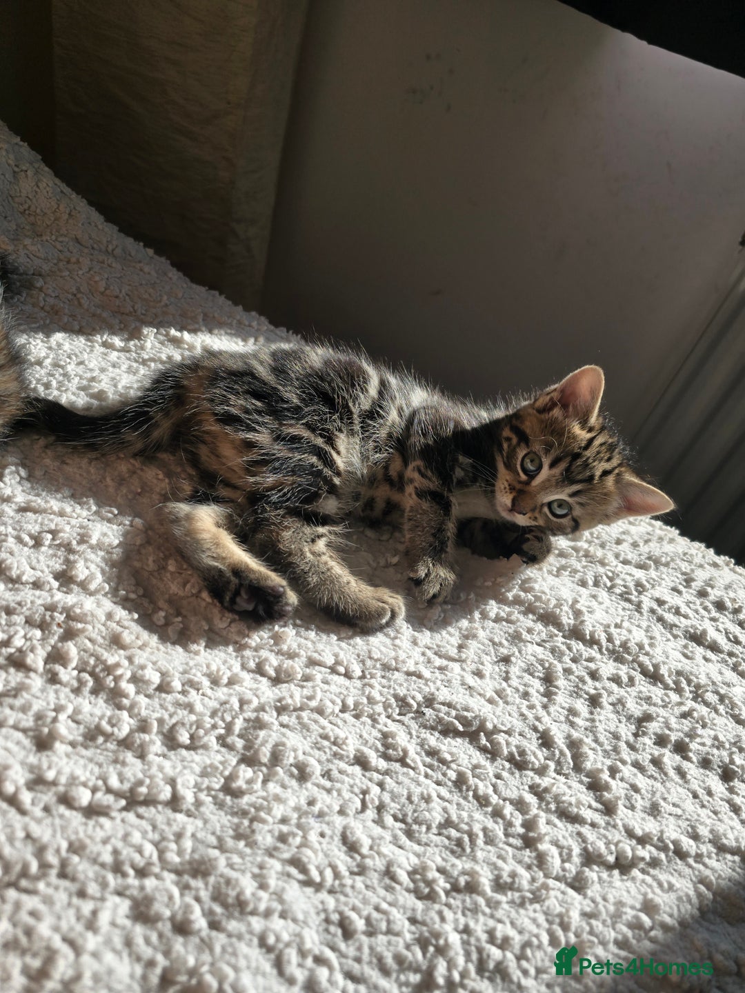 British Shorthair cats for sale: 🐱Four  Sisters Looking for Their Forever Homes!  - Image 18