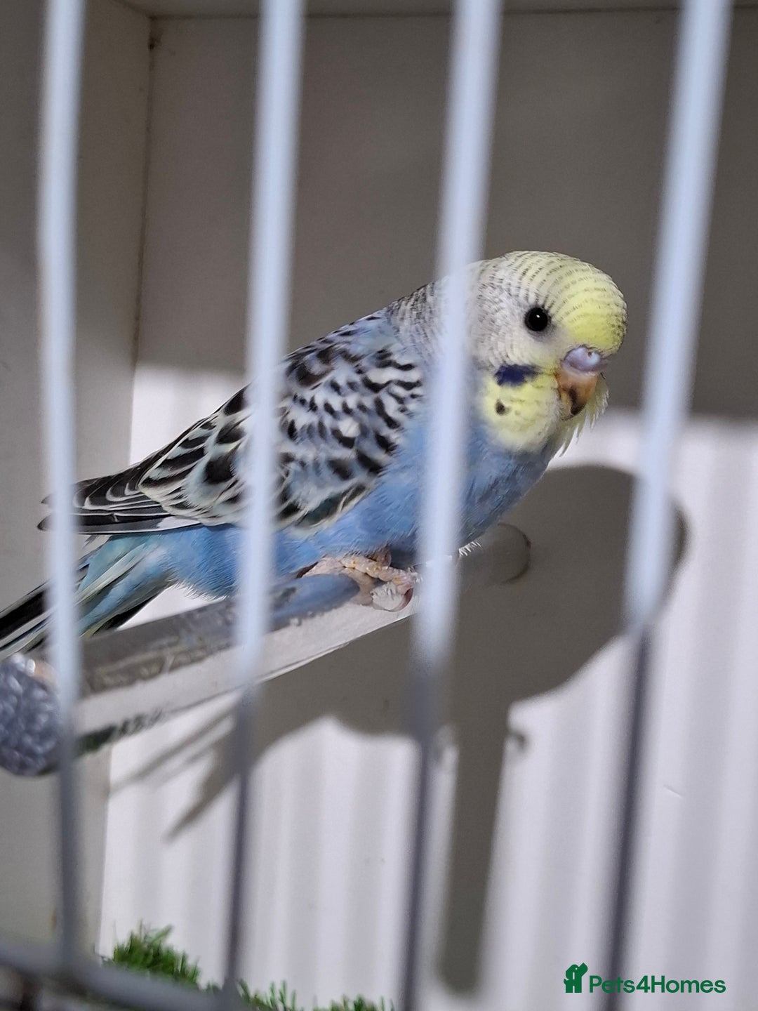 Budgerigars birds for sale: Budgies for sale  - Advert 23