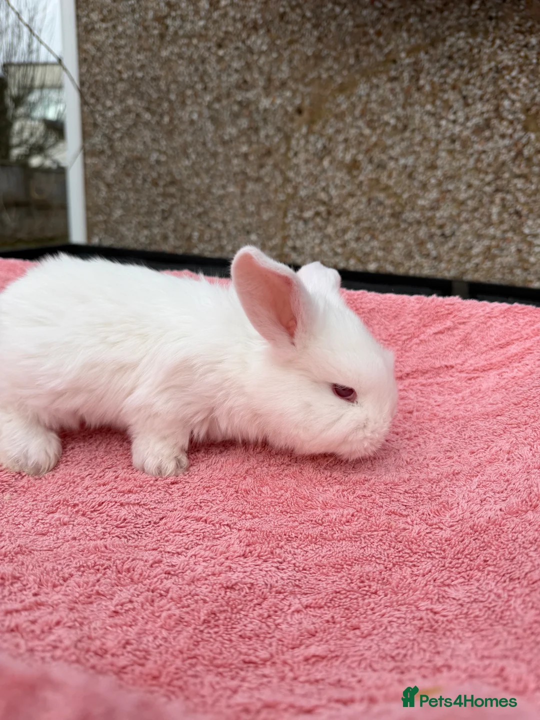 French Lop rabbits for sale: French lops  - Advert 10