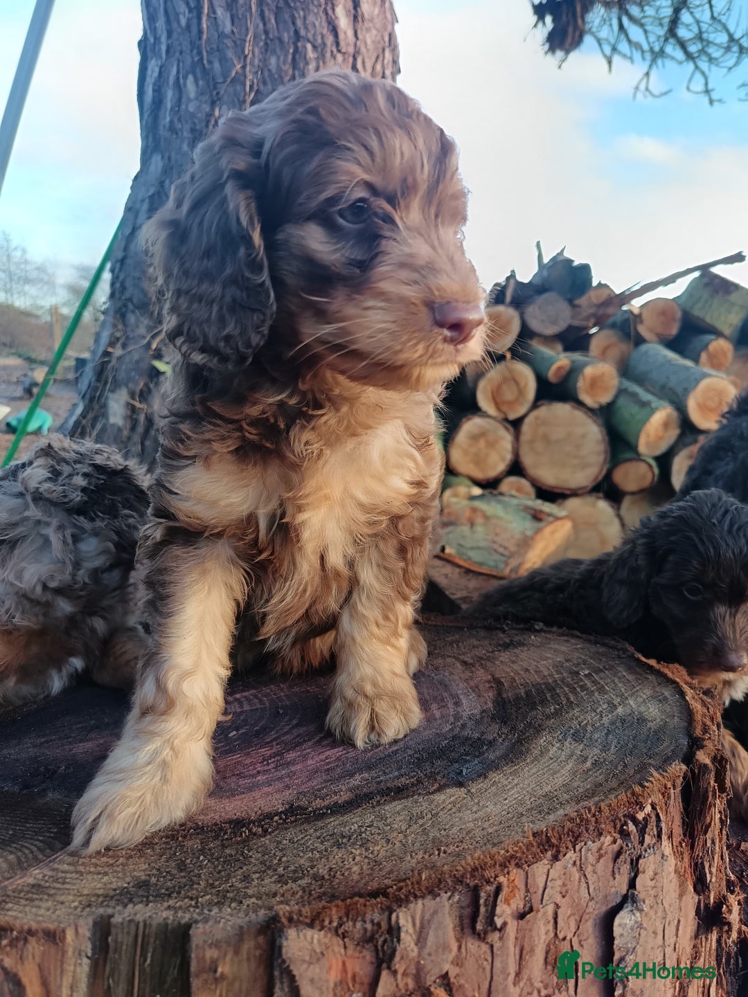Labradoodle dogs for sale: Mini Labradoodles🐾🌟ready 3/1/26 full vaccine🌟🐾 - Advert 8