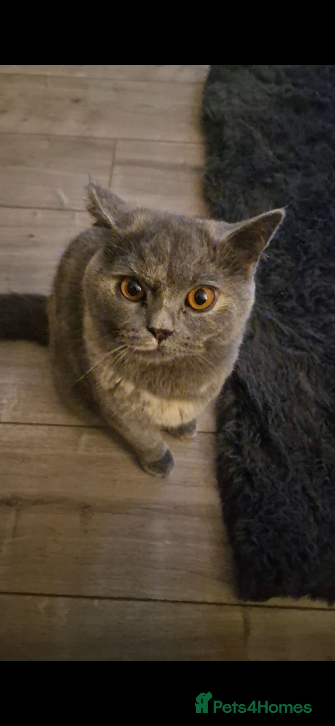British Shorthair cats for sale: **Free** BSH Cat (Female) - Image 8