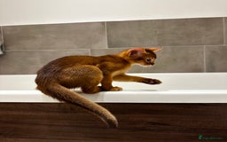 Abyssinian cats for sale: Perfect girl Ready to Go 💝 - Image 17