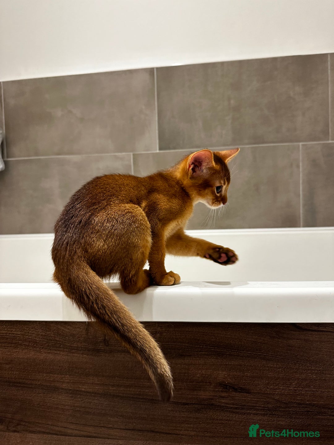 Abyssinian cats for sale: Perfect girl Ready to Go 💝 - Image 17