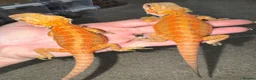 Bearded Dragon reptiles for sale: Stunning Baby Beardies For Sale! - Advert 2
