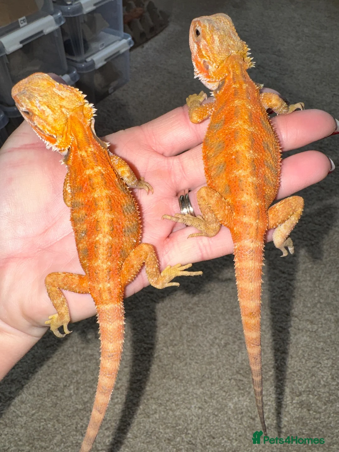 Bearded Dragon reptiles for sale: Stunning Baby Beardies For Sale! - Advert 2