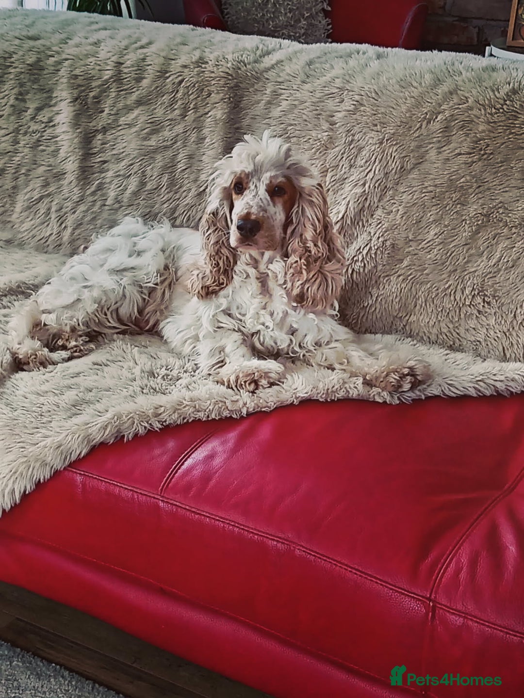 Cockapoo dogs for sale: Boy cockapoo puppy  - Image 2