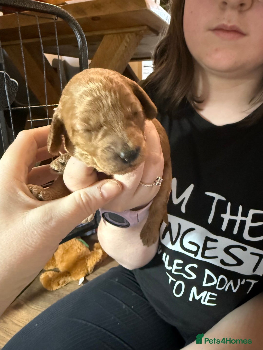 Labradoodle dogs for sale: Beautiful labradoodles  - Advert 23