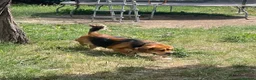 Mixed Breed dogs for sale: Needs loving home - Advert 2