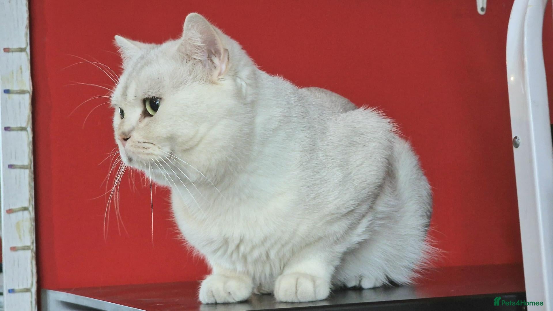 British Shorthair cats Silver shaded stud  - Advert 1