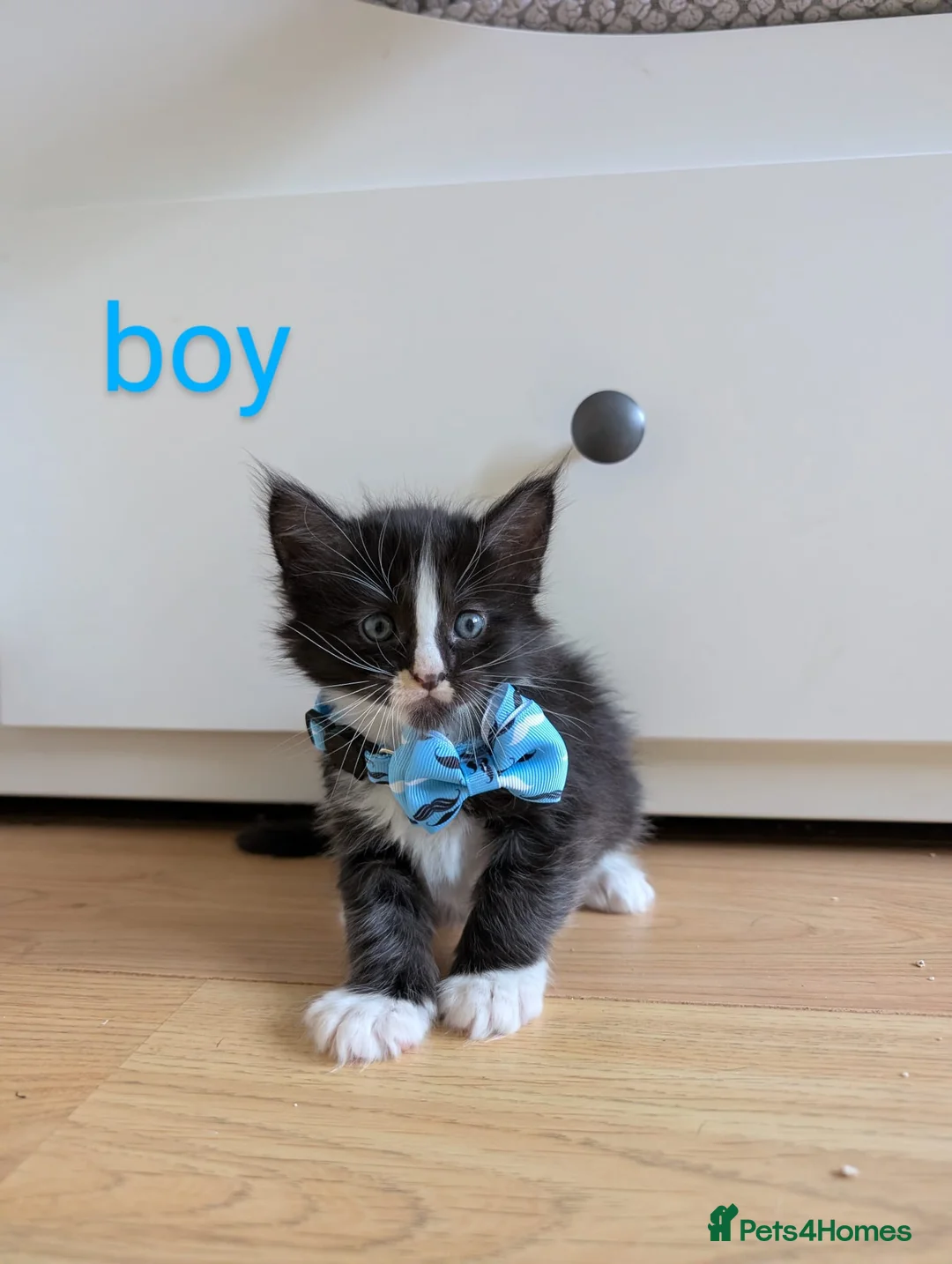 Maine Coon cats for sale: Gorgeous kittens for sale  - Advert 8