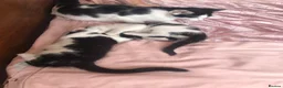 Mixed Breed cats for sale: 2 female black and white kittens in Llanymynech - Advert 2