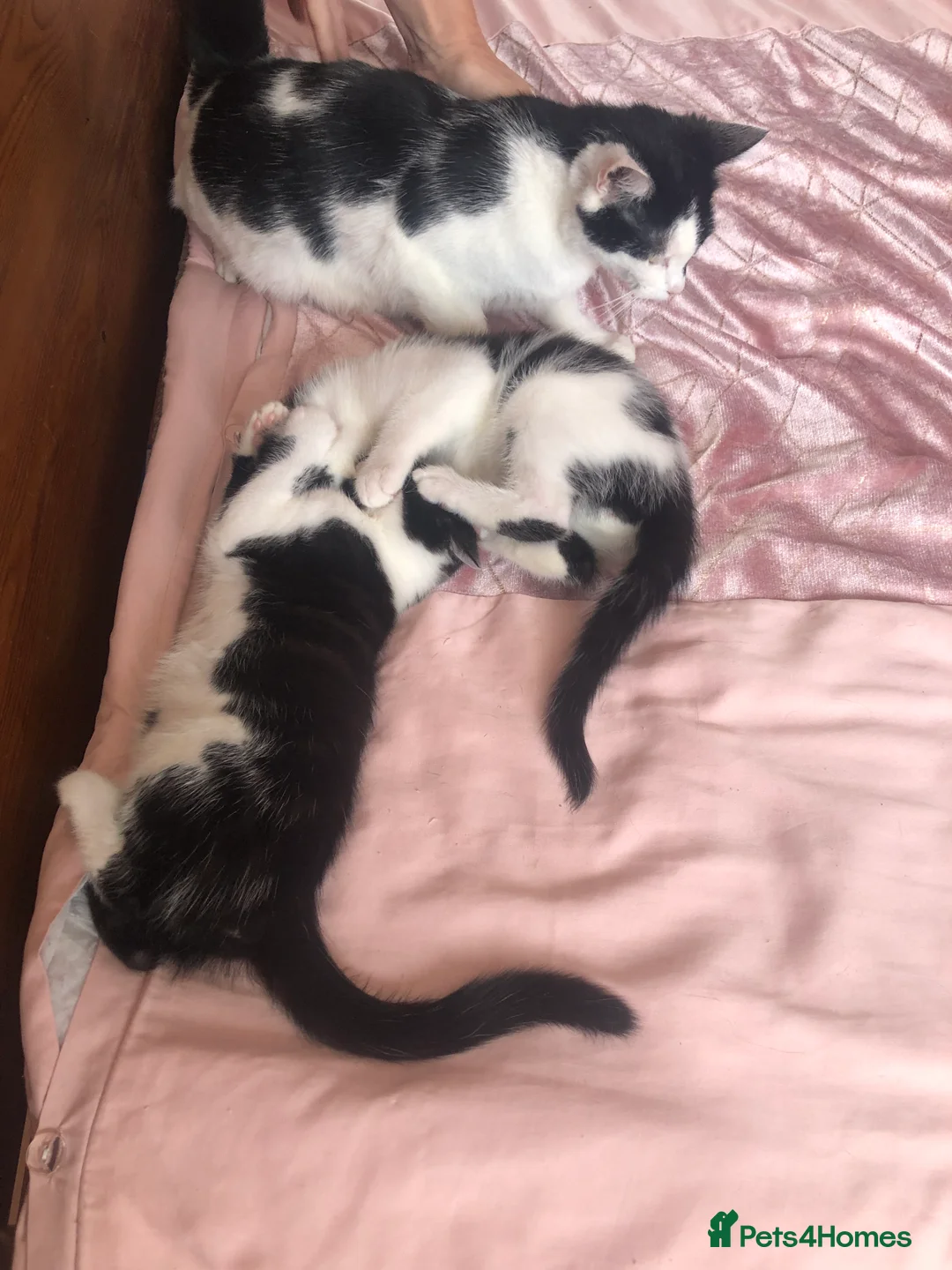 Mixed Breed cats for sale: 2 female black and white kittens in Llanymynech - Advert 2
