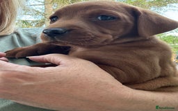 Labrador Retriever dogs for sale: Exceptional Fox Red Labrador Litter - Image 24