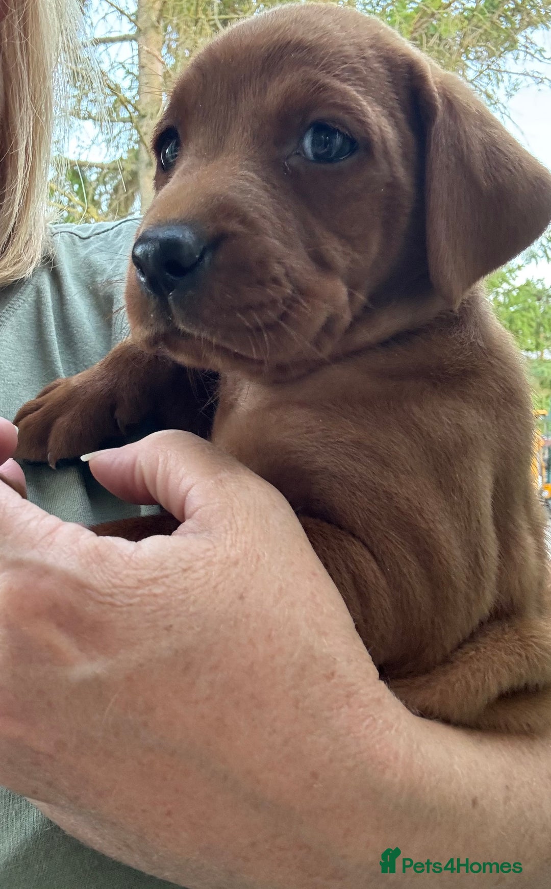 Labrador Retriever dogs for sale: Exceptional Fox Red Labrador Litter - Image 24