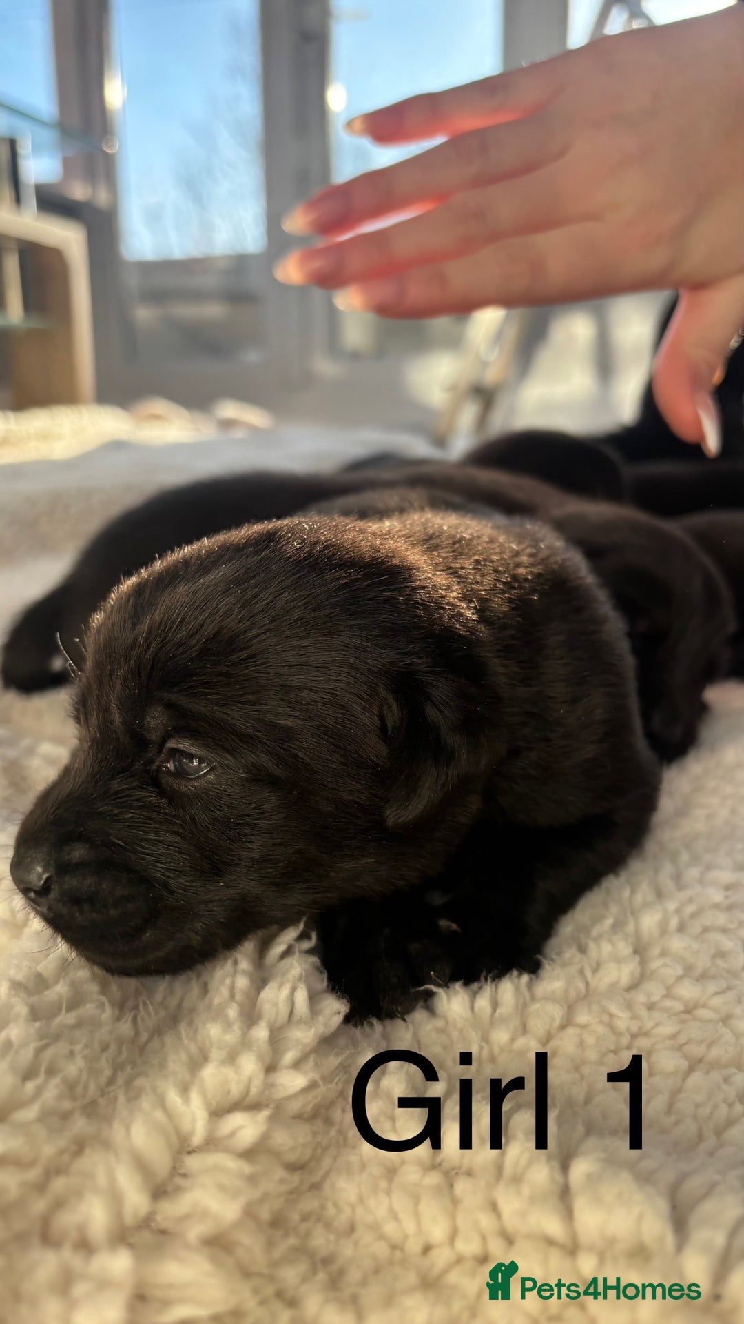 Labrador Retriever dogs for sale: KC registered Labrador pups - Advert 9