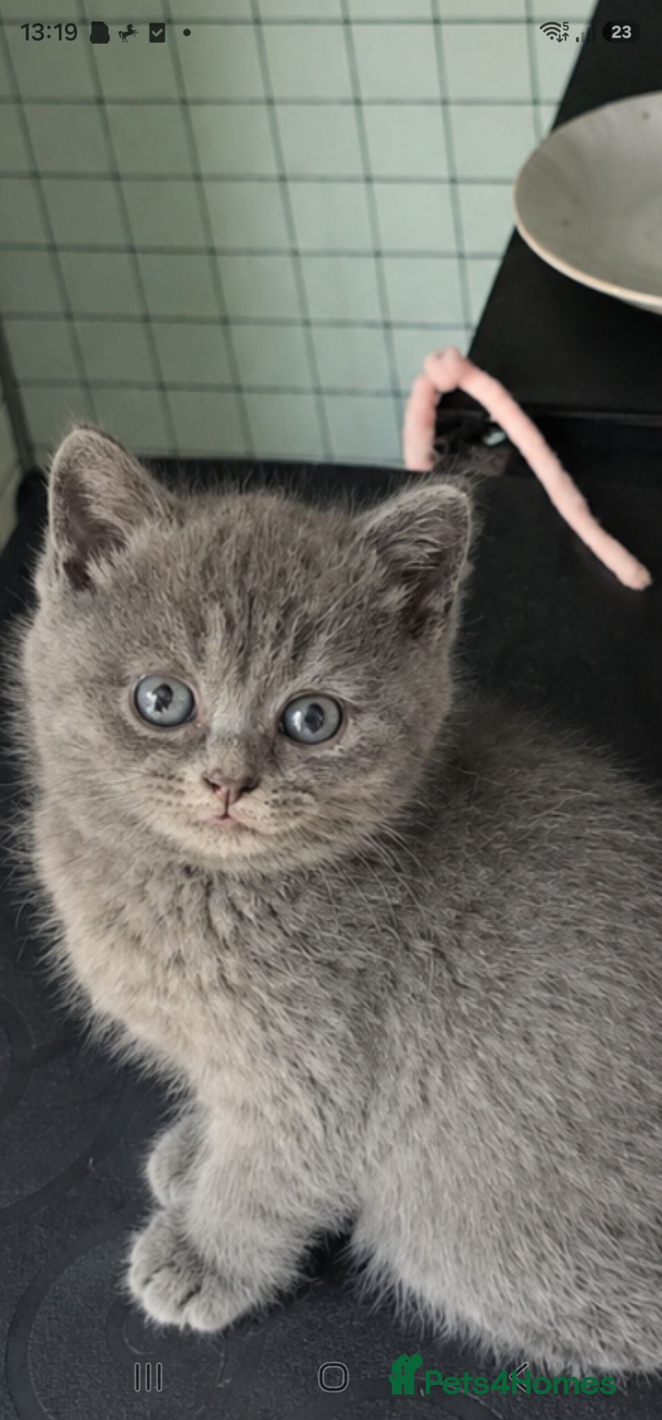 British Shorthair cats GCCF/TICA registered beautiful litter - Advert 2