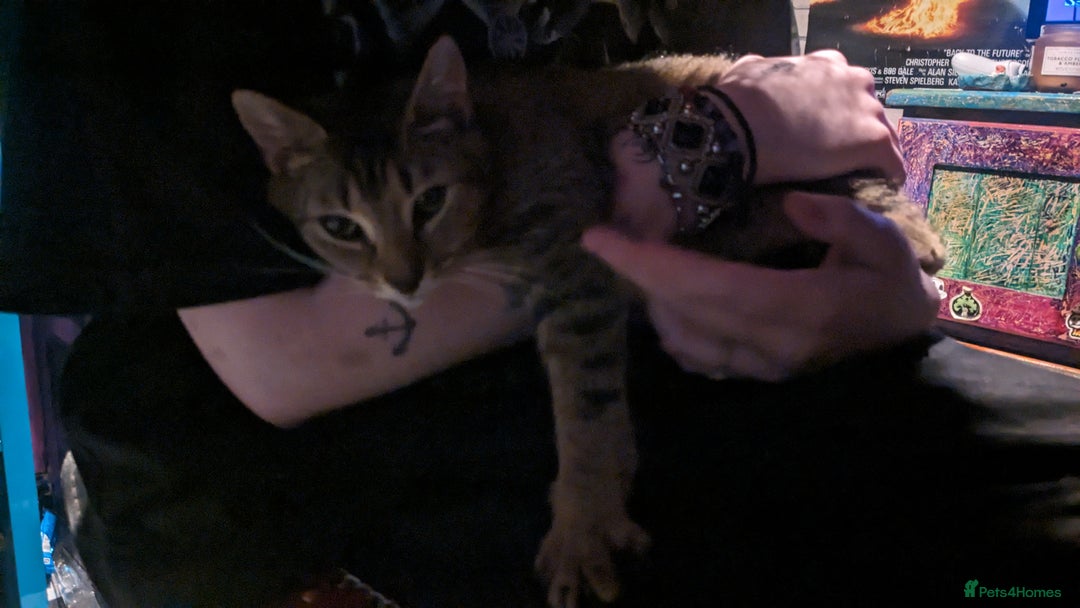 British Shorthair cats for sale: BEAUTIFUL TABBY KITTENS FOR SALE  - Advert 1