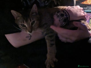 British Shorthair cats for sale: BEAUTIFUL TABBY KITTENS FOR SALE - Advert 1