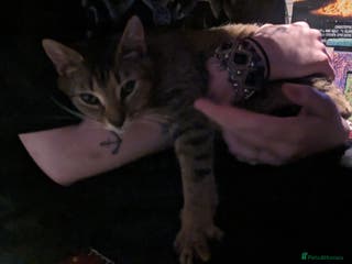 British Shorthair cats BEAUTIFUL TABBY KITTENS FOR SALE - Advert 21