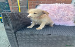 Mixed Breed dogs for sale: Shipoo puppies Shiba x poodle available  - Image 4