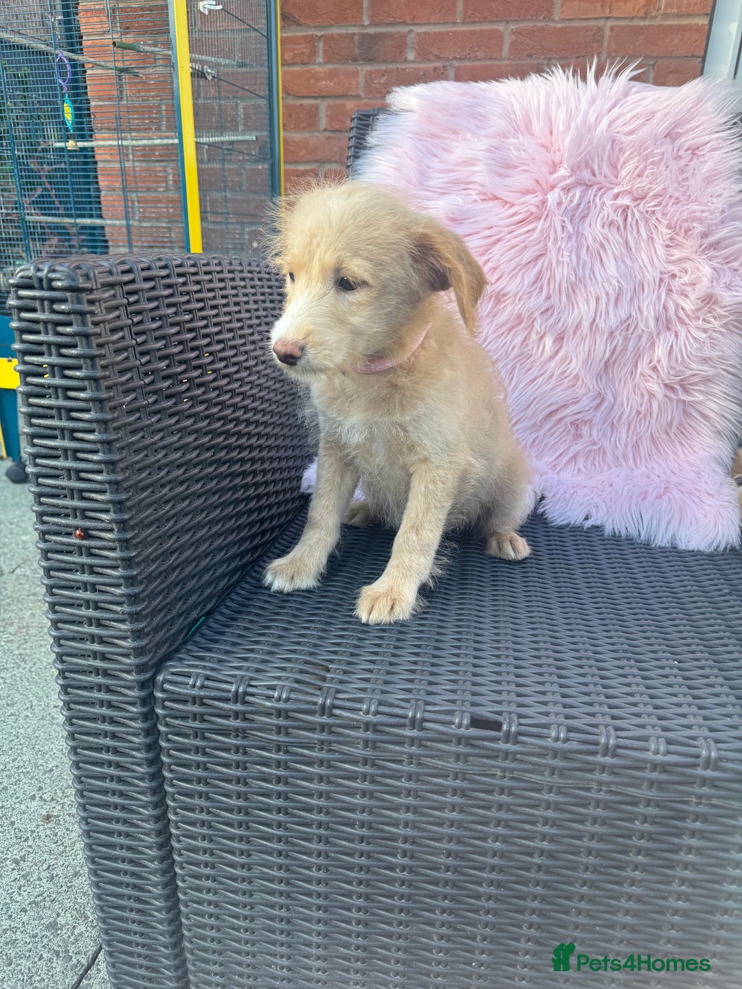 Mixed Breed dogs for sale: Shipoo puppies Shiba x poodle available  - Image 4
