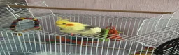 Canaries birds for sale: Sprout the cockatiel - Advert 1