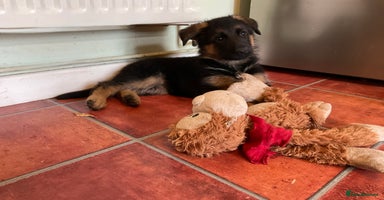 German Shepherd dogs - Advert 5
