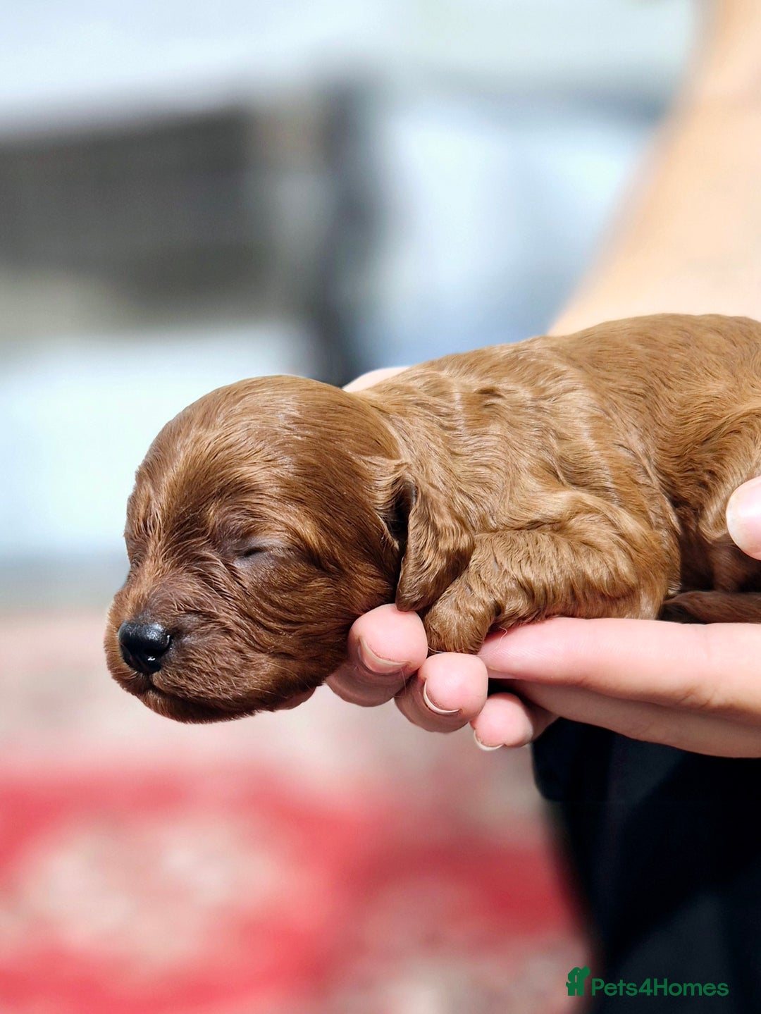 Cavapoo dogs for sale: Top quality cavapoo pups health test KCreg parents - Image 11