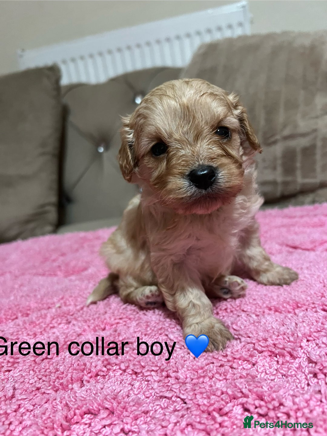 Cavapoo dogs for sale: Health tested cavapoos ready 16th February 🐶 - Advert 5