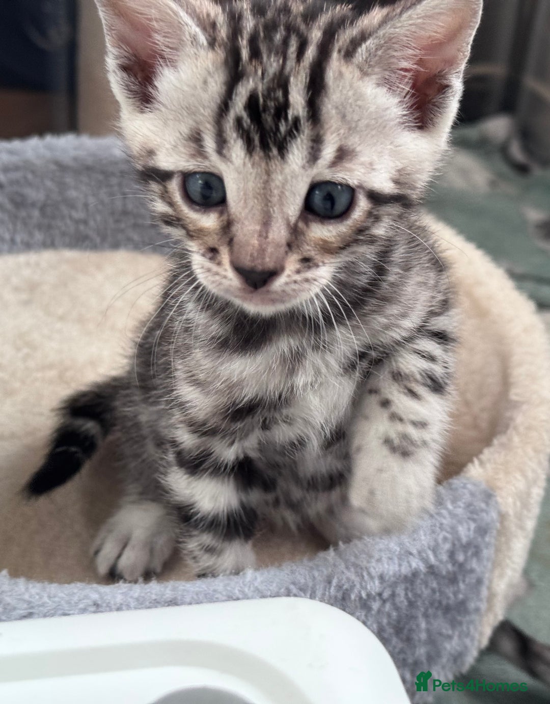Bengal cats for sale: Ready mid March. Stunning TICA-registered Bengals  - Advert 21