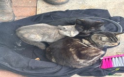 Mixed Breed cats for sale: Beautiful grey female kitten - Image 6