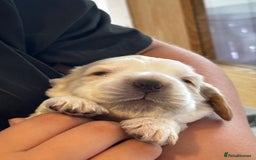 Cocker Spaniel dogs for sale: COME AND MEET US NOW Outstanding  show type - Image 16