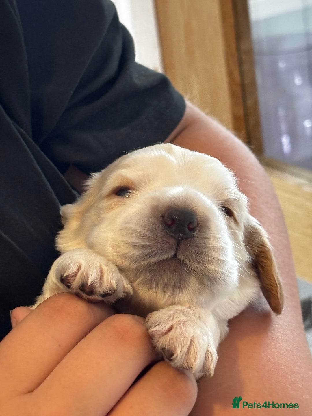 Cocker Spaniel dogs for sale: COME AND MEET US NOW Outstanding  show type - Image 16